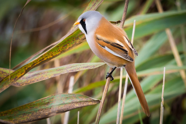 Bearded Reedling