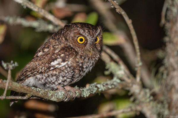 Bearded Screech Owl
