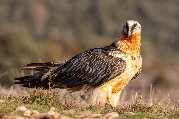 Bearded Vulture