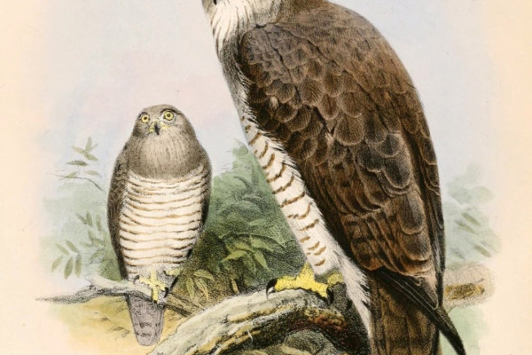 Beaudouin's Snake Eagle
