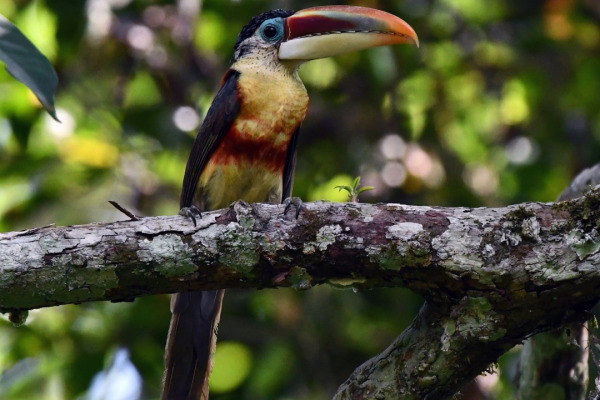 Beauharnais's Toucan