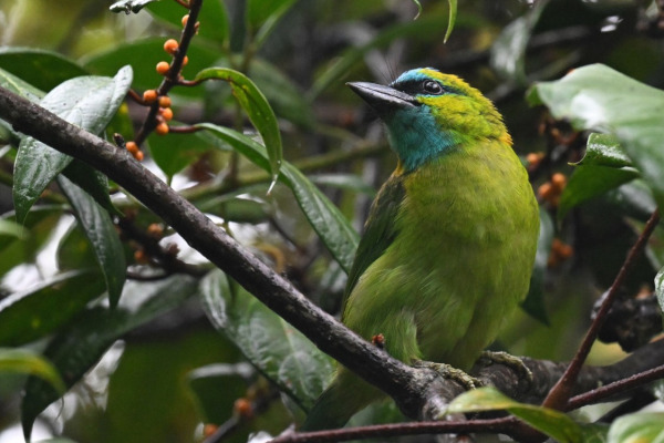 Beautiful Barbet