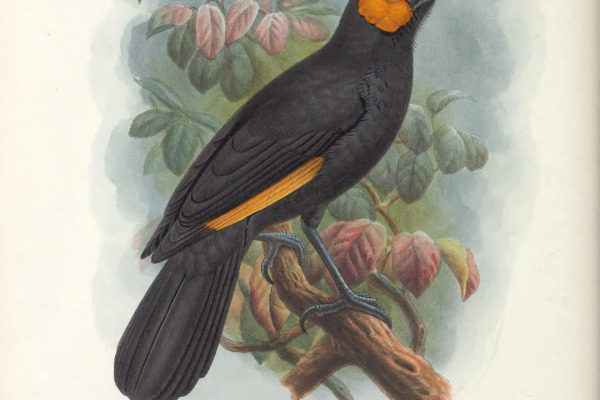 Beautiful Fruit Dove