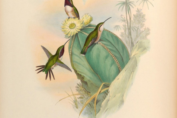 Beautiful Hummingbird