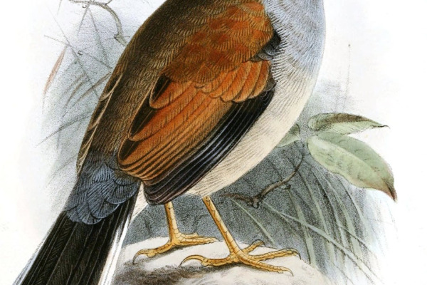 Beautiful Inca-Finch