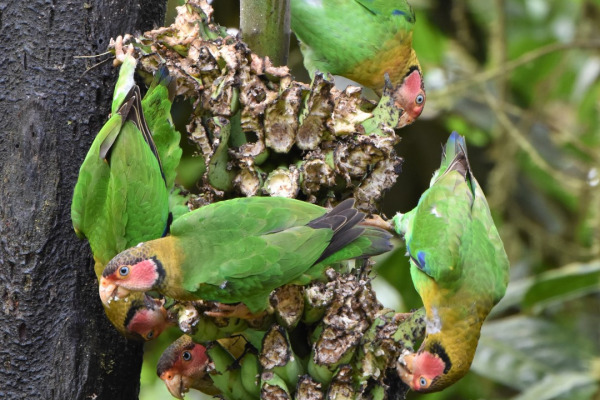 Beautiful Parrotlet
