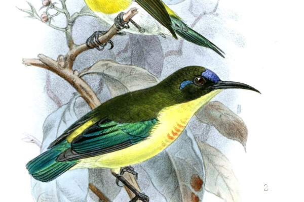 Beautiful Sunbird
