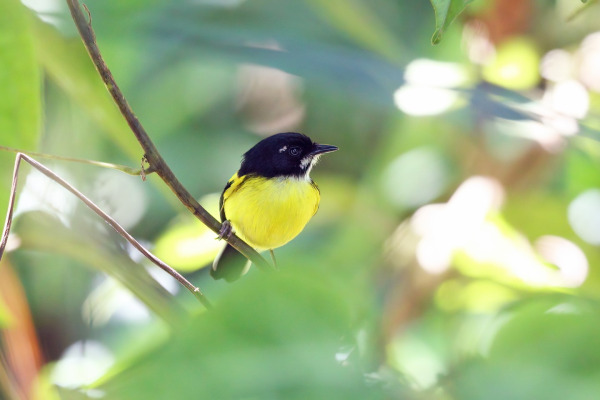 Beautiful treerunner
