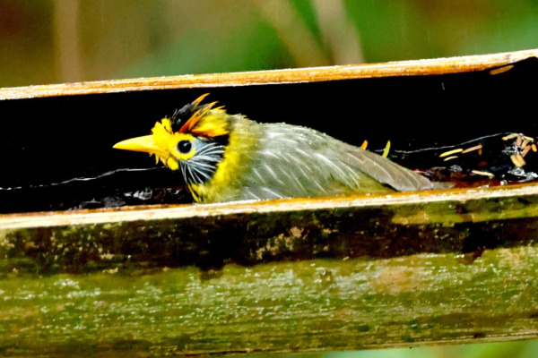 Beautiful Woodpecker