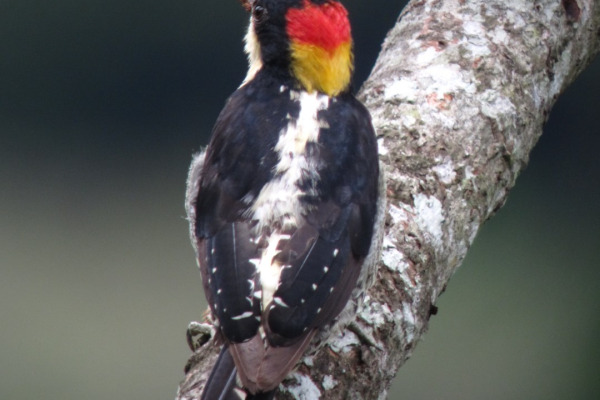 Beautiful Woodpecker