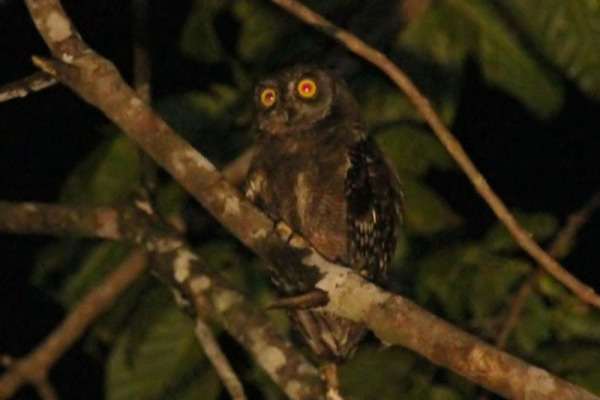 Beccari's Scops Owl