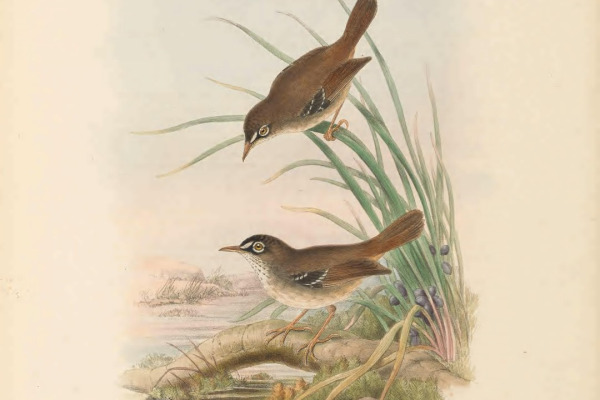 Beccari's Scrubwren