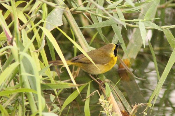 Belding's Yellowthroat