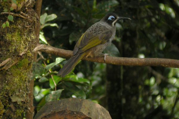 Belford's Melidectes