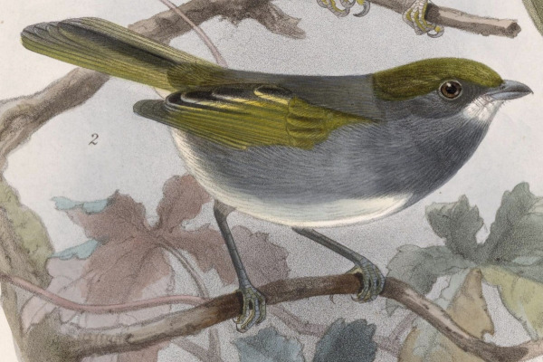 Bell's Vireo