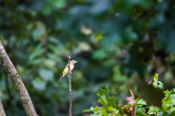 Bell's Vireo