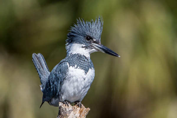 Belted Kingfisher