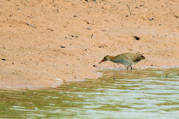 Bengal Bush Lark