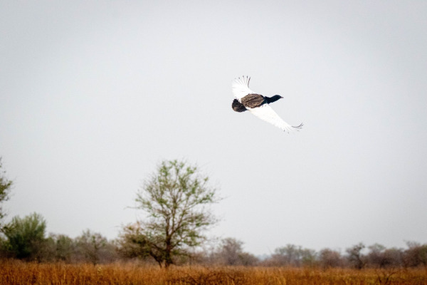 Bengal Florican