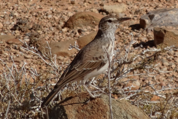 Benguela Long-billed Lark