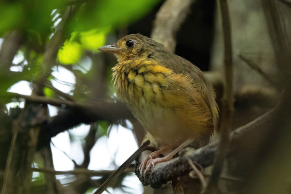 Berlepsch's antpitta