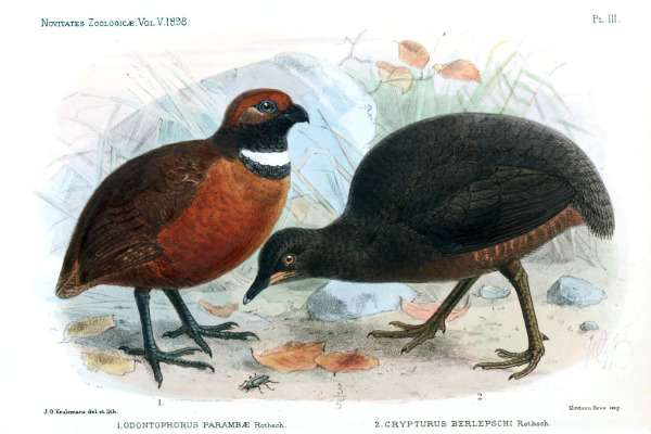 Berlepsch's Tinamou
