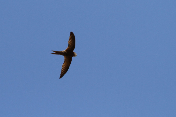 Berlioz's Swift