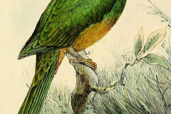 Bernstein's Fruit Dove