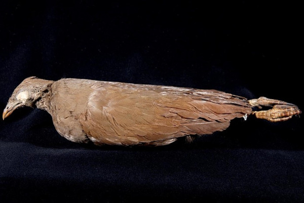 Bernstein's megapode