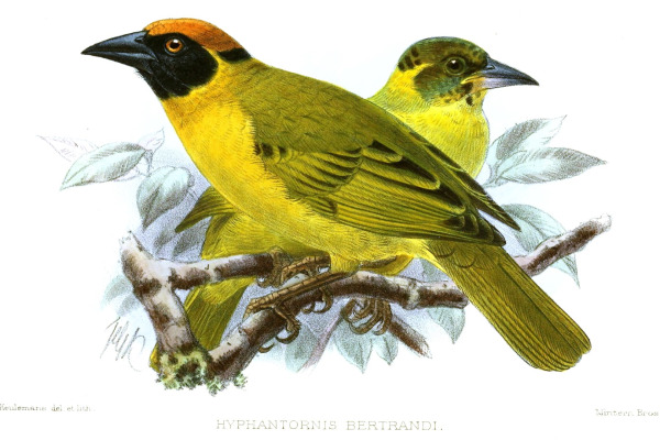 Bertrand's weaver