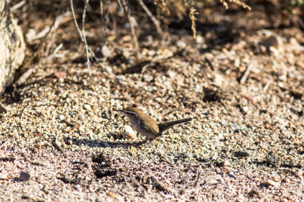 Bewick's Wren