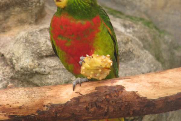 Biak Red Lory