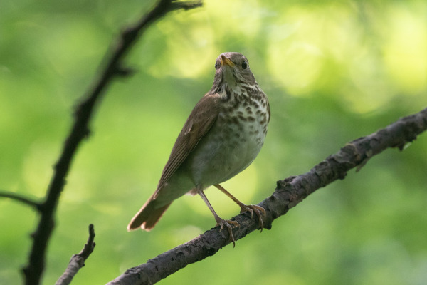 Bicknell's Thrush