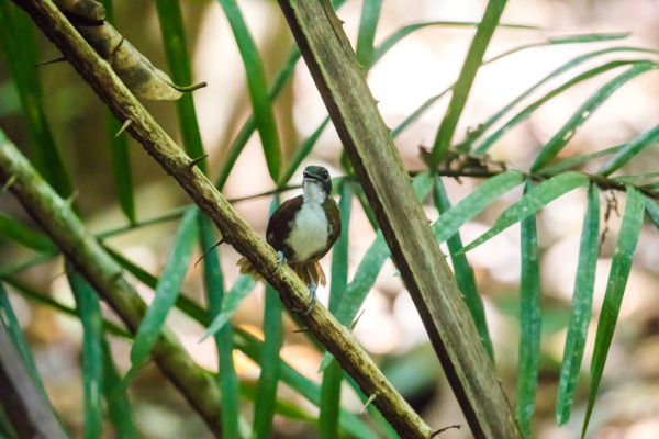 Bicolored Antbird