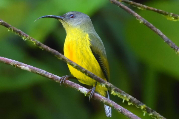 Bicolored Spiderhunter