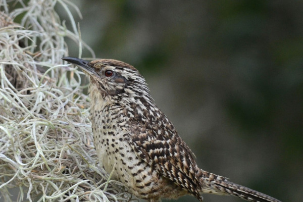 Bicolored Wren
