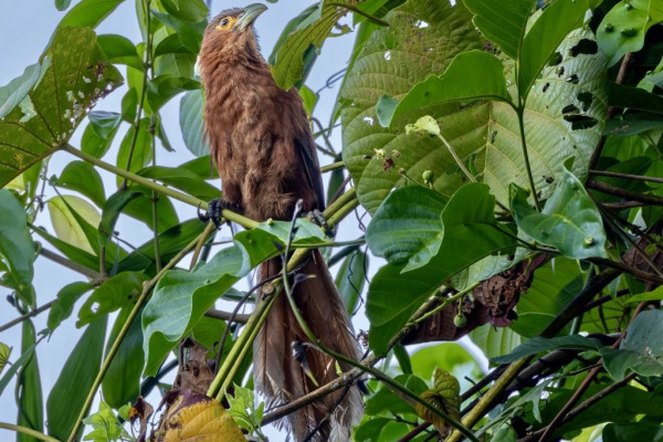 Bismarck Coucal