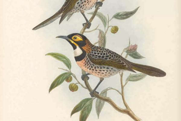 Bismarck Honeyeater