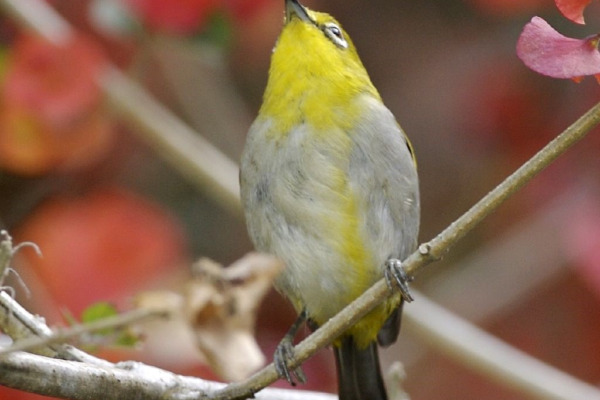 Bismarck White-eye