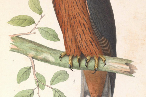 Black-and-chestnut Eagle