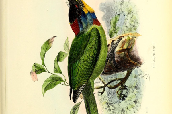 Black-and-crimson Pitta