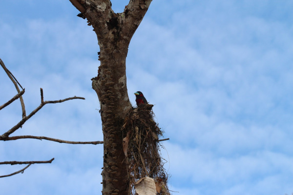 Black-and-red Broadbill