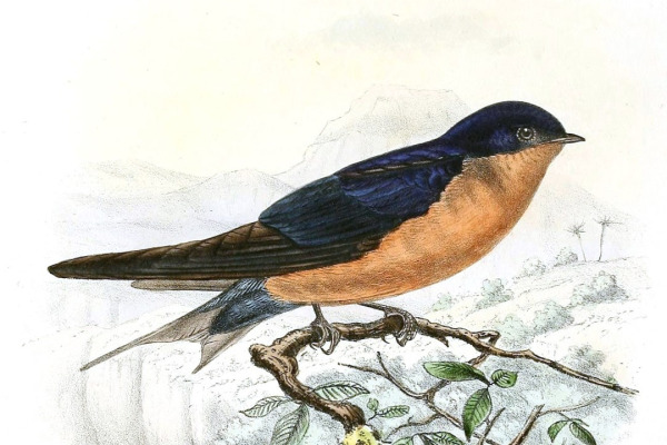 Black-and-rufous Swallow