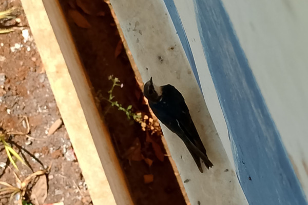 Black-and-white Antbird