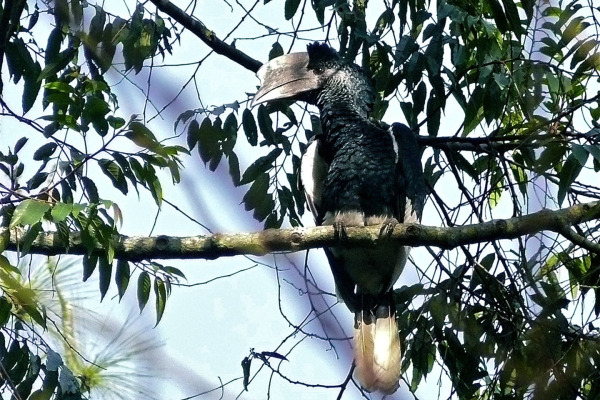 Black-and-white-casqued Hornbill