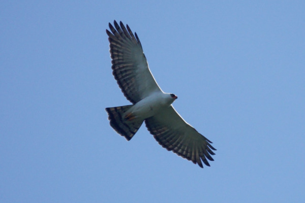 Black-and-white Hawk-Eagle