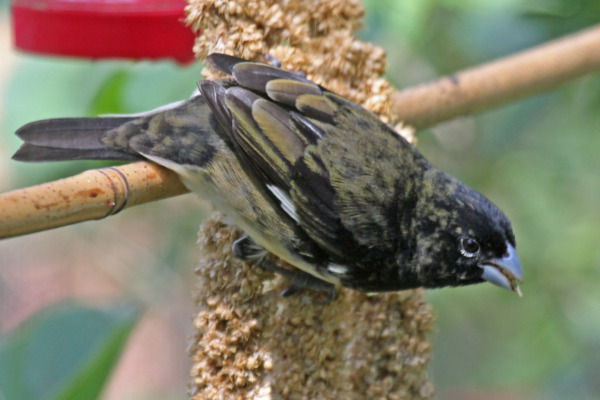Black-and-white Seedeater