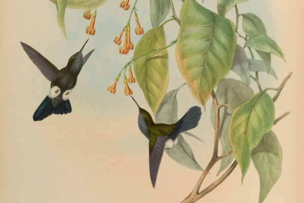 Black-and-white Seedeater