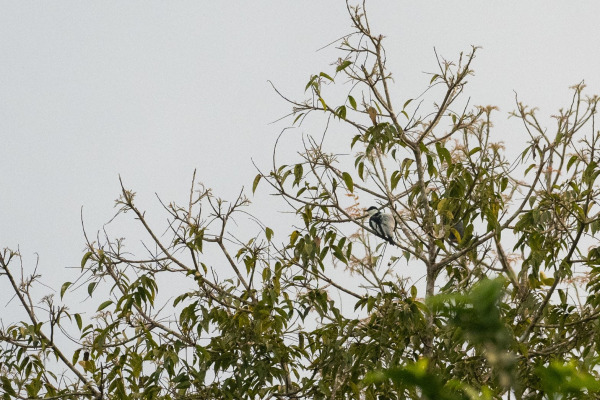 Black-and-white Triller