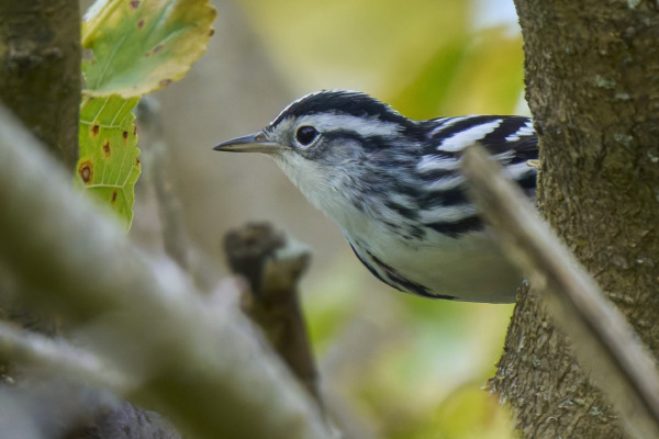 Black-and-white Warbler